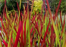 pennisetum-blek-byuti — kopiya (2)3